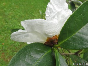 Camellia gigantocarpa