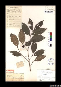 Camellia longgangensis