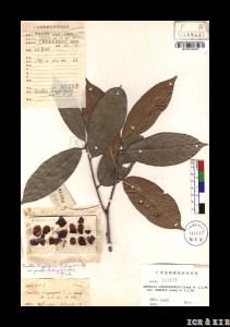 Camellia longgangensis var. grandis
