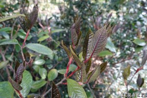 Camellia impressinervis