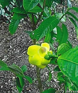 Camellia wilkesiana