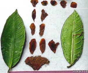 Camellia wilkesiana