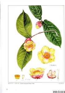 Camellia megasepala