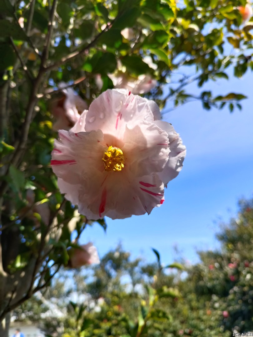 Sakuraba-Tsubaki-Cultivars-International Camellia Register