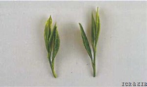 Zhongcha xicha 4