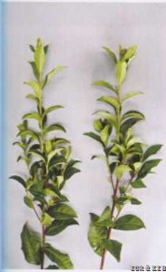 Zhongcha ziya 2