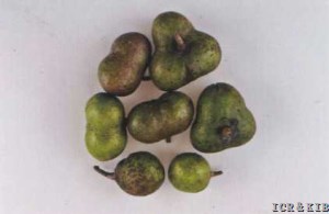 Jingbai 2