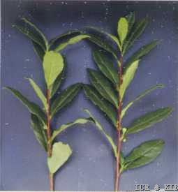 Lianshan 1