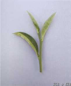 Chunxuan