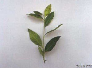Yucha 4