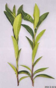 Xiangchayan 14