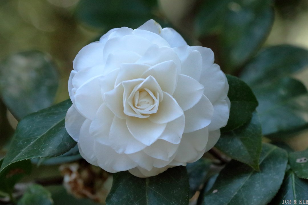 Alba Plena-Cultivars-International Camellia Register