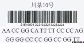 Chuancha 10