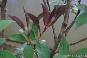 Camellia hongkongensis