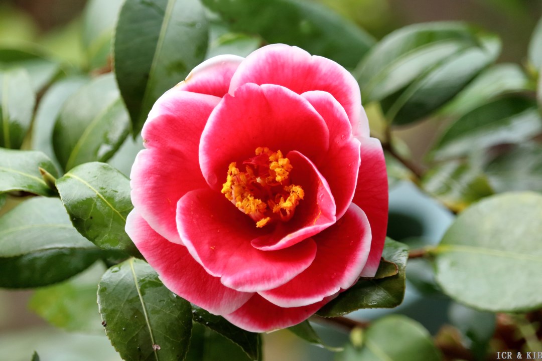 Kizuki-hinomaru-Cultivars-International Camellia Register